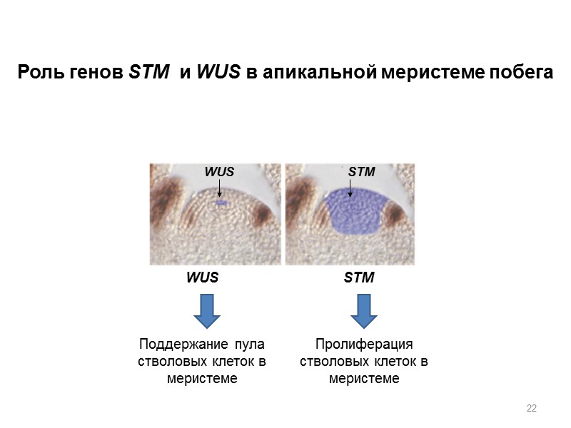 22 Поддержание пула стволовых клеток в меристеме Пролиферация стволовых клеток в меристеме Роль генов